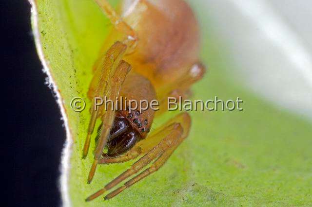 Clubionidae_1125.JPG - France, Araneae, Clubionidae, Araignée, Clubionide (Clubiona sp), Sac-spider